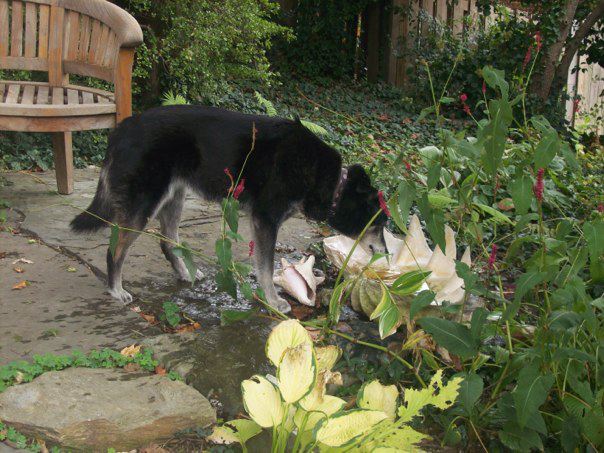 Dog and Clamshell