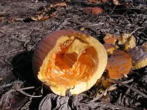 smashed pumpkin