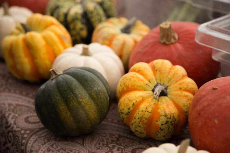 fall squash