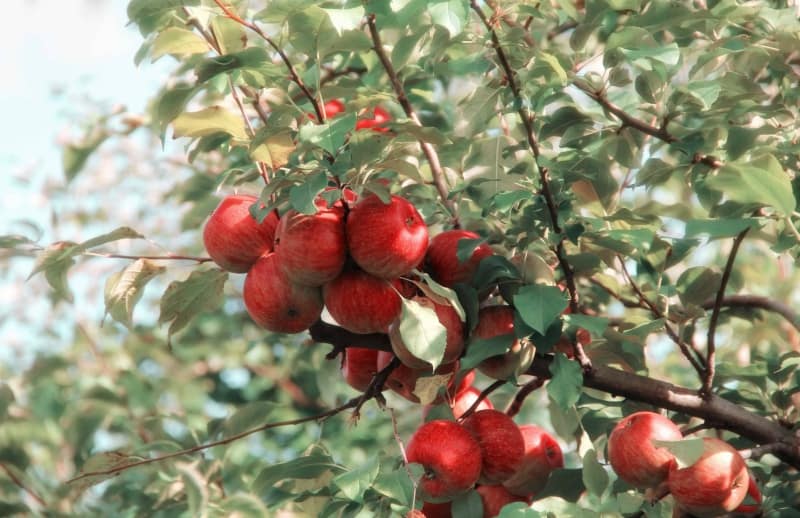 Apple Picking