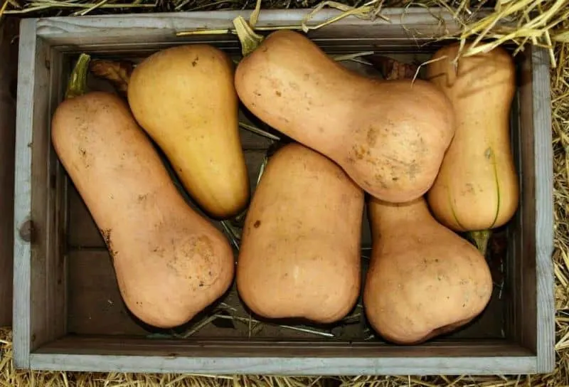 How to cook butternut squash