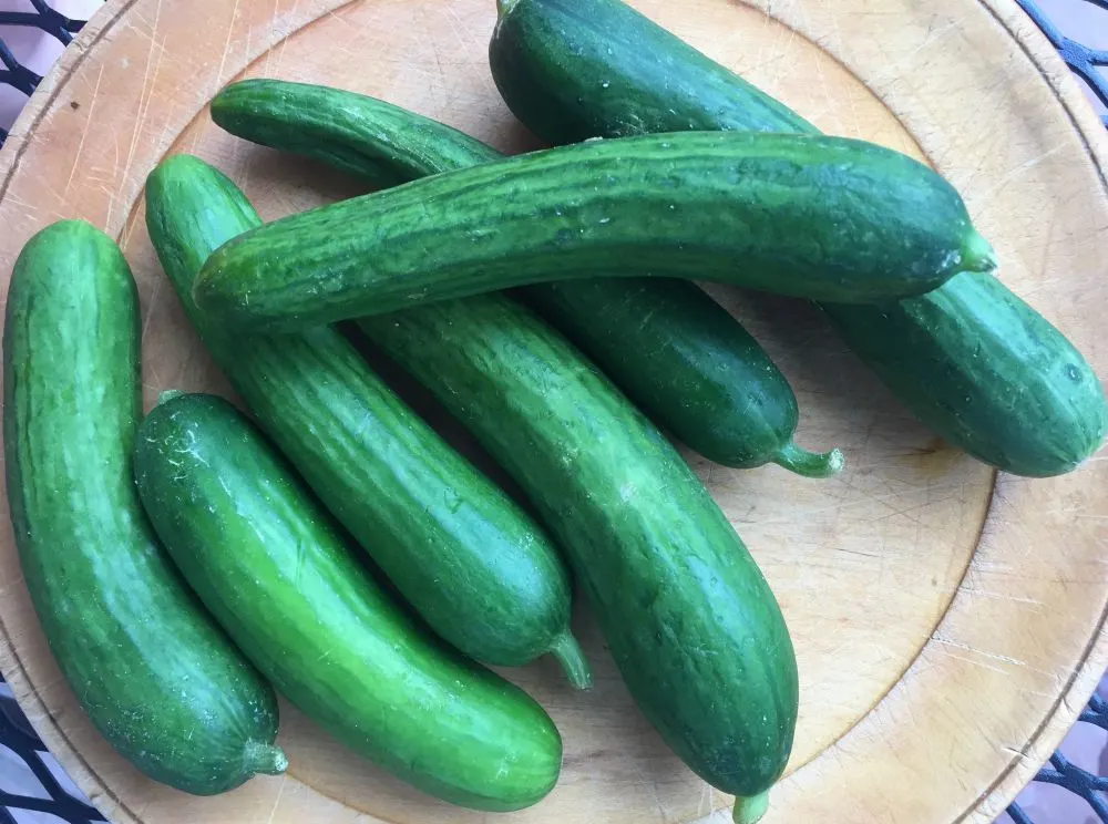 Persian Cucumbers