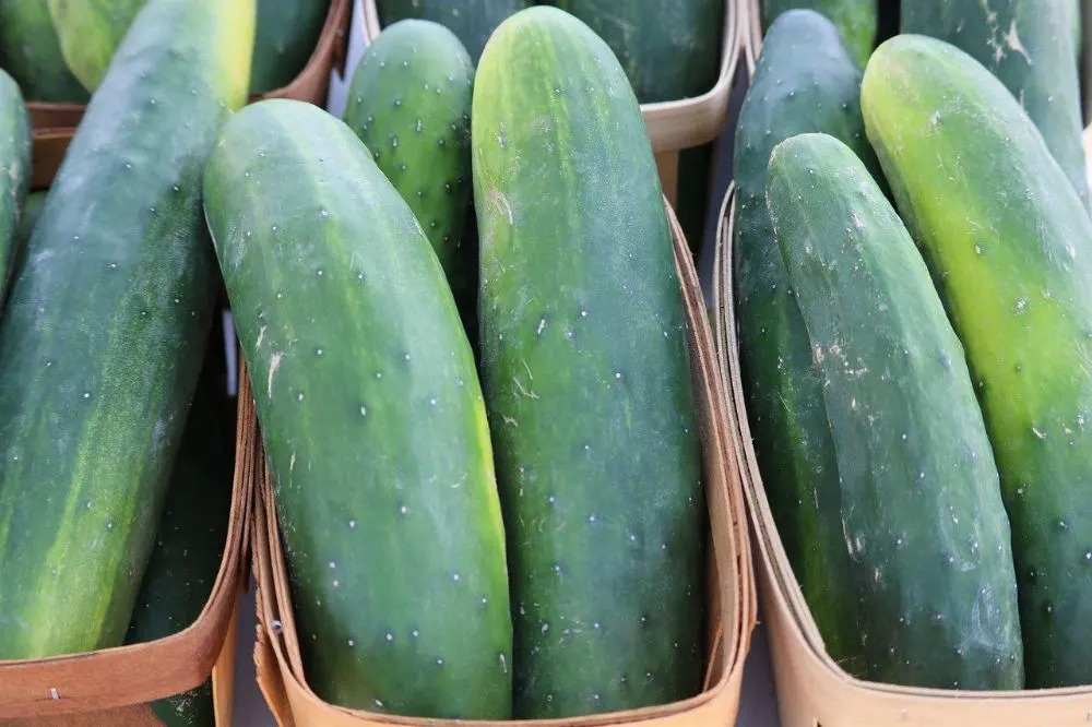 Cucumbers