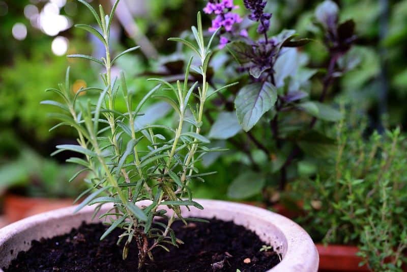 rosemary plant