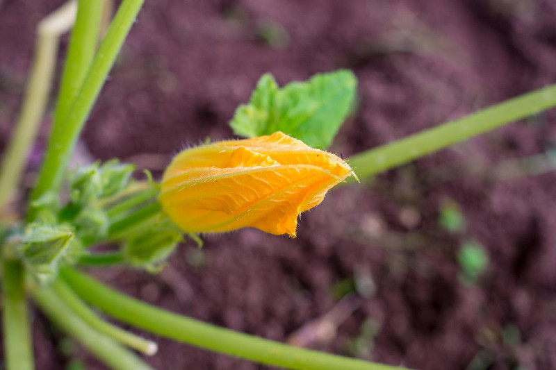 squash blossom still on the vine