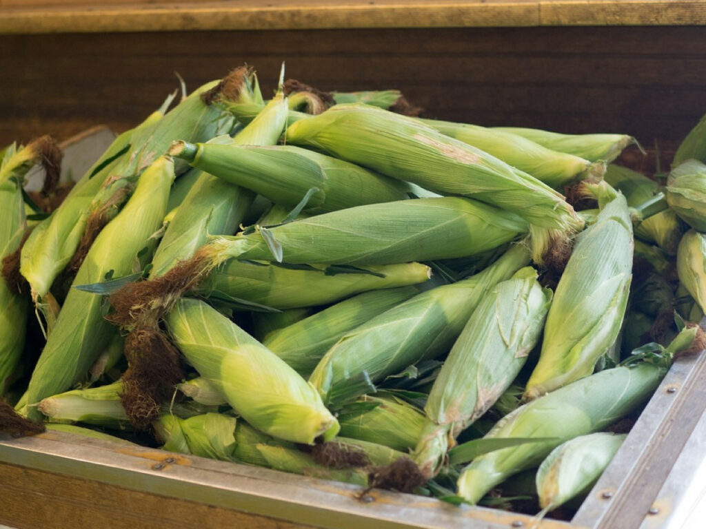 corn in the husk
