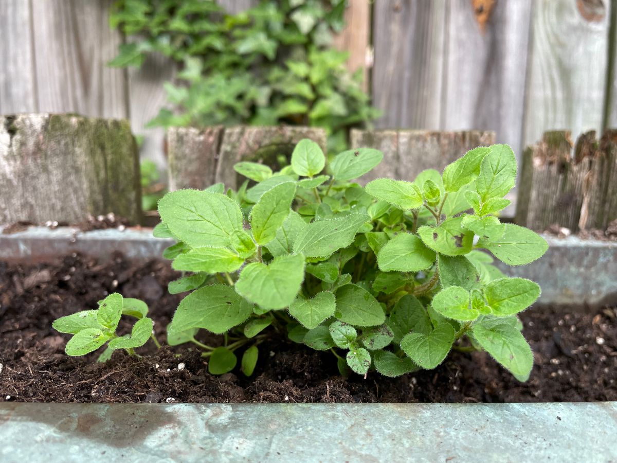 how to use fresh herbs